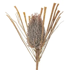 Bloomingville Koriste-Esineet*koristeoksa Palmflower ruskea