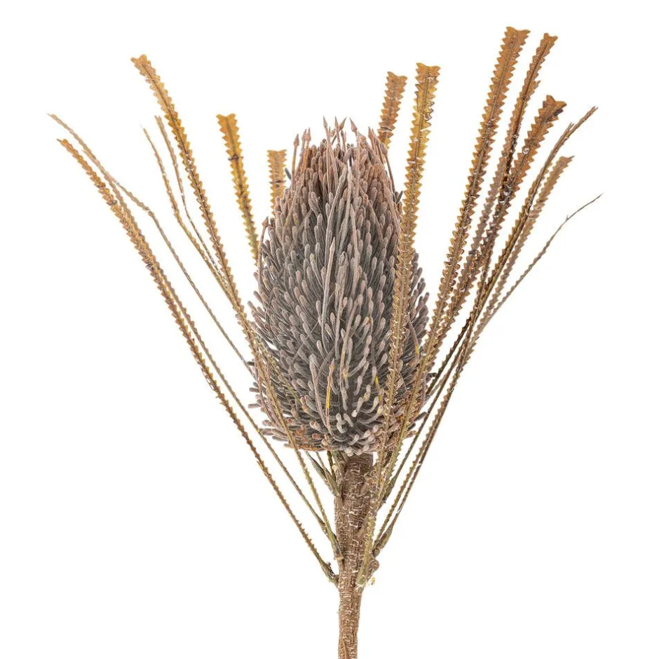 Bloomingville Koriste-Esineet*koristeoksa Palmflower ruskea
