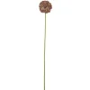 Bloomingville Koriste-Esineet*koristeoksa Allium ruskea