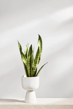 Iittala Maljakot Ja Ruukut*Nappula Ruukku 230x155 mm valkea