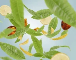 Maison Berger Tuoksukynttilät Ja Huonetuoksut|Kynttilät Ja Huonetuoksut*huonetuoksu Zest of Verbena 100 ml